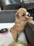 Affectionate english bulldog puppies