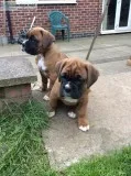  beautiful boxer puppies