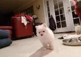 Two awesome t-cup pomeranian puppies