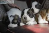 Adorable saint bernard puppies for sale