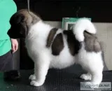 Absolute joyful akita for sale