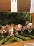 British bulldog kc registered puppies