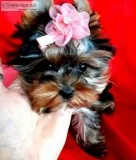 Gg yorkie terrier for adoption