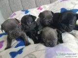Akc quality french bulldog puppy for sal