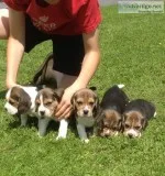 Beagle puppies for sale read soon