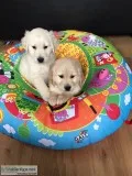 Akc golden retriever puppies