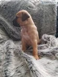 Bullmastiff chunky puppies