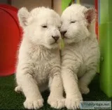 Cheetah is a beautiful cat