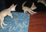 Little but smart fennec foxes