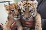  cheetah cubs , panther babies , lion cub