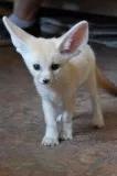  for sale now ready to go  fox 