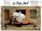 Beautiful and adorable french bulldog pu