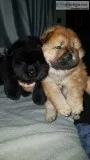 Very playful chow chow pups for sale