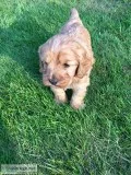 Ready now f1 cockapoo puppies (girls)