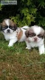 Akc reg imperial dobie shih tzu karashis