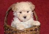 Toy poodle puppies