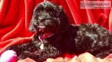 Cockapoo girl