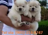 Outstanding chow chow puppies availab