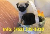 Lvrjo pug puppies for sale 