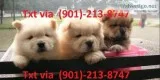 Two cute chow chow puppies for adoption