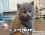 Ufyhg russian blue kittens for sale 