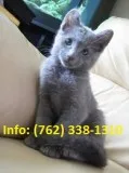 Ikwsl russian blue kittens for sale