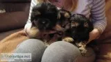 Teacup shorkie (shih tzu/yorkie) puppies