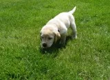 Sweet labrador puppies