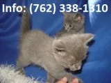 Qmgr russian blue kittens for sale 