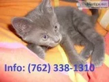 Adeky russian blue kittens for sale