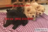 Cute chow chow puppies available