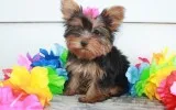 Lovely yorkie puppies for adoption