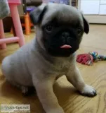 Pet