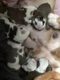 Pet