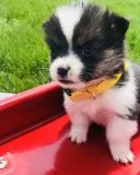 Corgi welsh puppies available