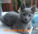 Sntld russian blue kittens for sale 