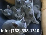 Jlpwn russian blue kittens for sale 