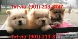 Excellent chow chow puppies for rehoming