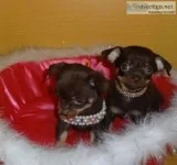 Adorable tea cup chihauhau puppies for s