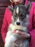 Pet