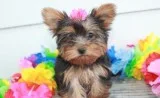 Special little yorkie puppies 