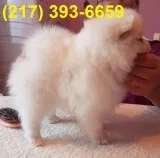  pomeranian puppies for sale