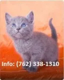Ykdi russian blue kittens for sale 