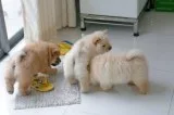 Two beautiful chow chow puppies, male an