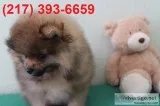 Amazing pomeranian puppy for sale