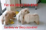 Beautiful purebred chow chow puppies