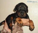 Doberman pinscher puppies
