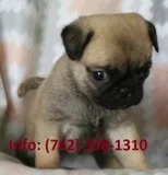 Zalfje pug puppies for sale 