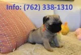 Kftjl pug puppies for sale 