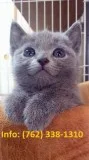 Pslgn russian blue kittens for sale 